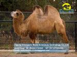 Playing items for kids in parks animatronic animals Camel DWA061